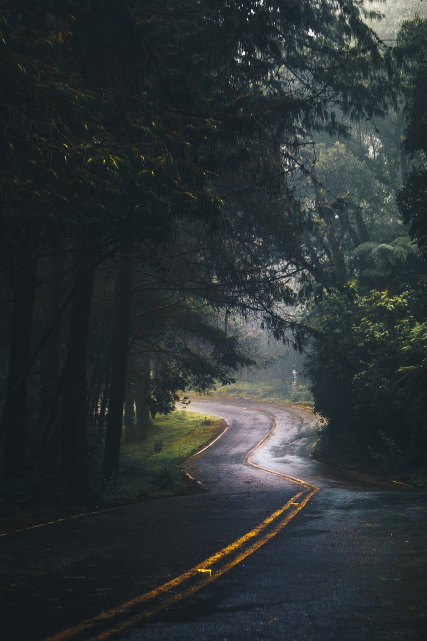 Dark Forest 1